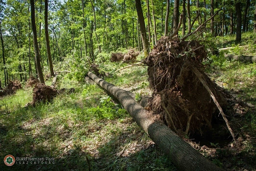 kidőlt fák a Bükkben. Fotó: bnpi.hu