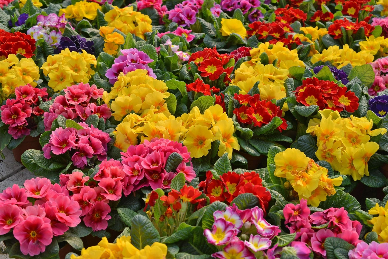 Nőnapi virágok. Fotó: Osztie Tibor