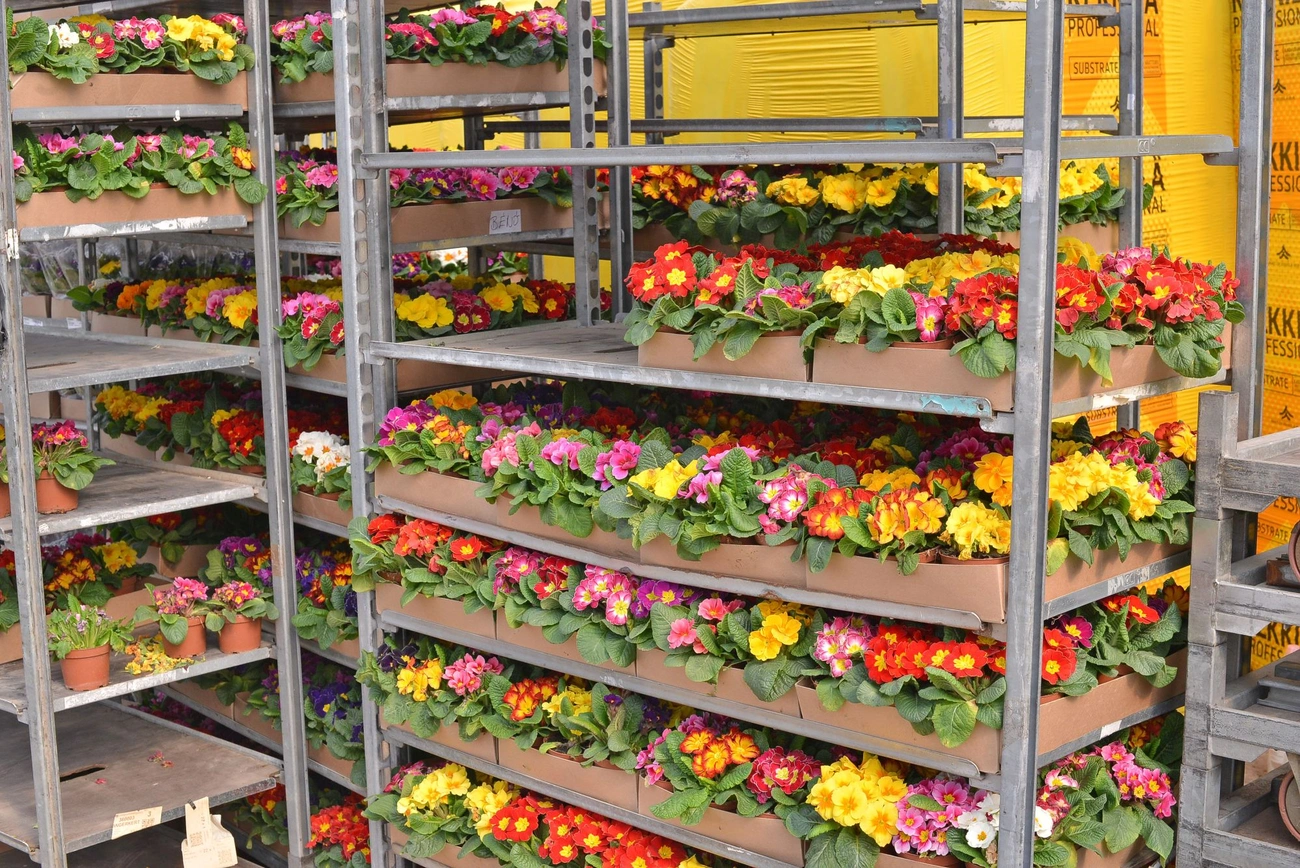 Nőnapi virágok. Fotó: Osztie Tibor