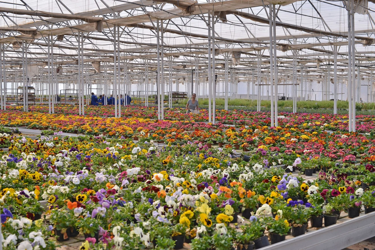 Nőnapi virágok. Fotó: Osztie Tibor