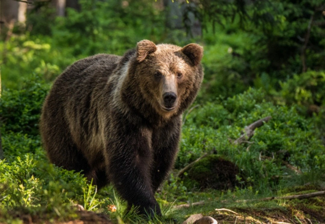 barnamedve. Fotó: WWF Magyarország
