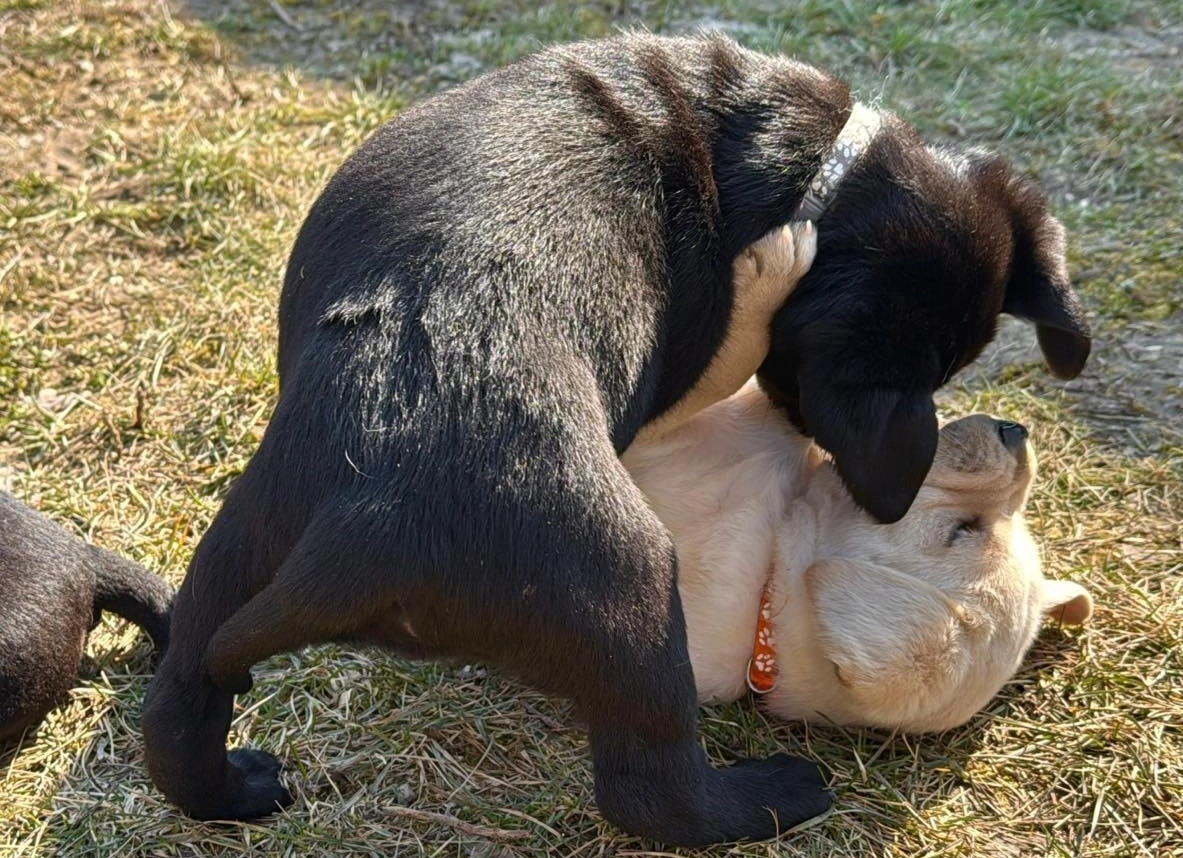 Borsó kölykei játszanak. Fotó: Baráthegyi Vakvezető Kutya Iskola Facebook