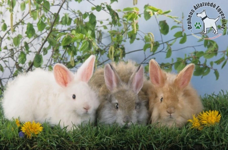 nyuszik. Fotó: Zug.hu