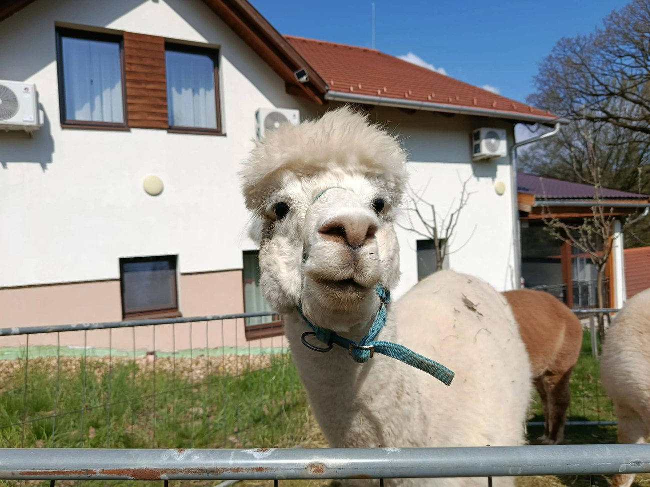  autizmus világnapja Baráthegyi Majorság