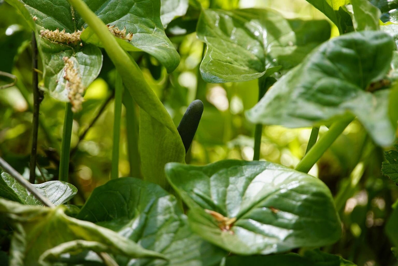 foltos kontyvirág. Fotó: agroforum.hu