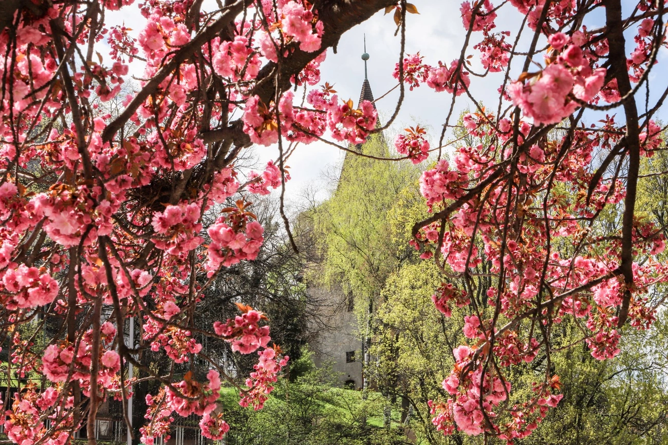 napindito avas virágzás