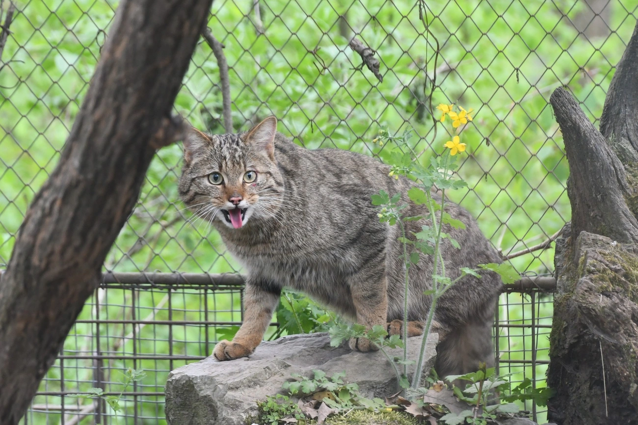  európai vadmacska Miskolc Zoo