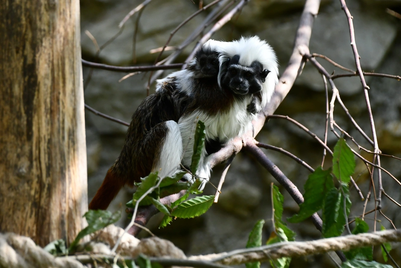 liszt-majmocska_miskolczoo.jpg