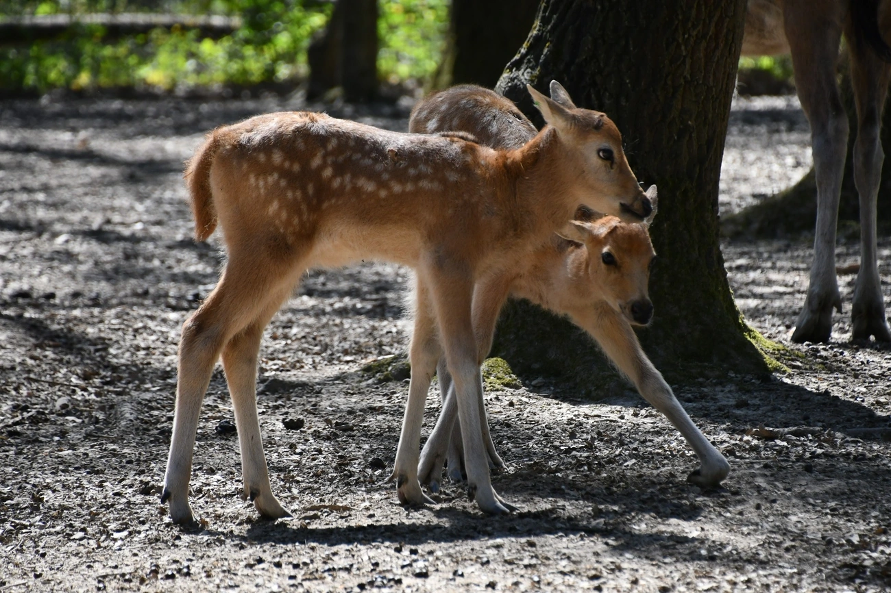 David-szarvas borjak születtek Miskolci Zoo