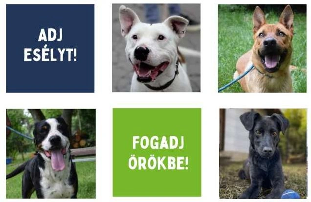 Office Dog Visit program