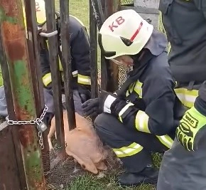 őz szabadítás. Fotó: BAZ katasztrófavédelem