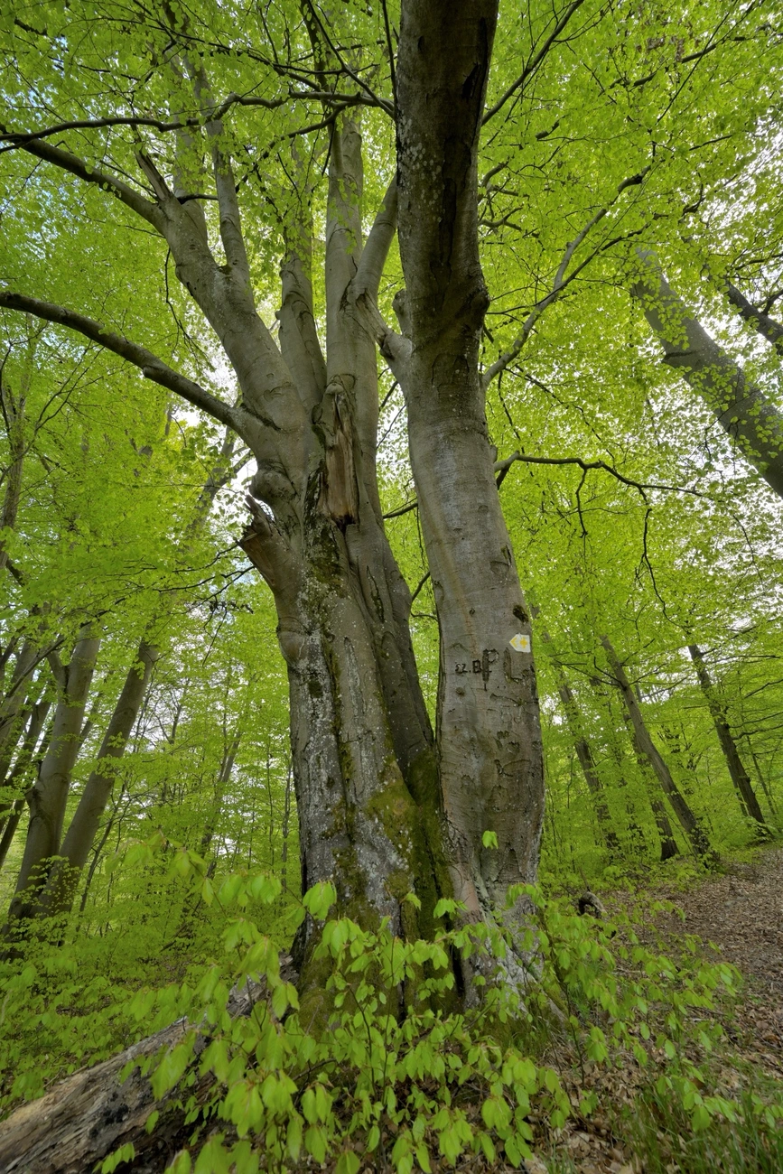 A Szarvas-kúti rét öreg bükkfája