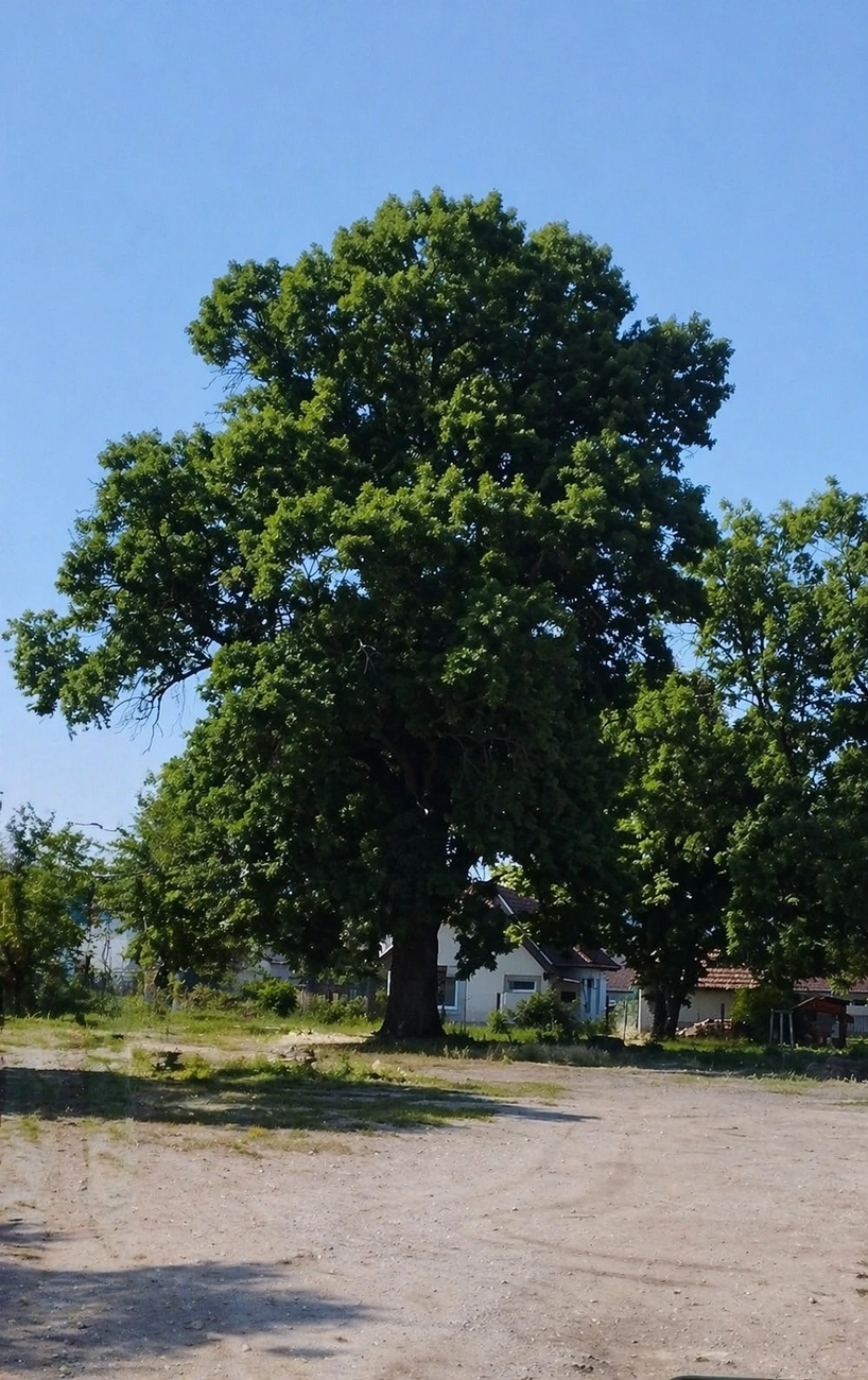  Gróf Serényi Béla kőrisfája