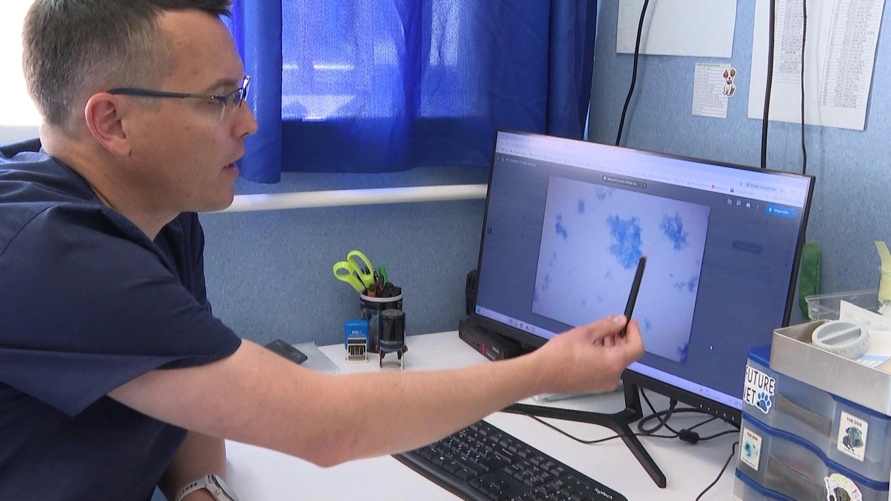 Puskás Gábor szívférgesség. Fotó: Miskolc TV