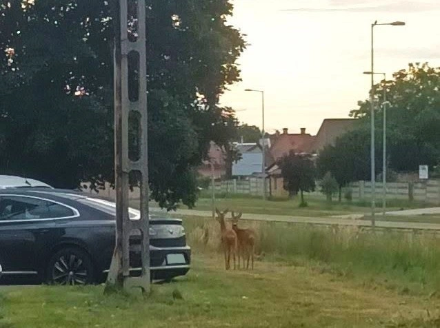 őzikék a Vászonfehérítő utcán. Fotó: Facebook