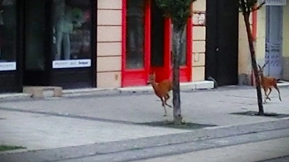 őzikék Miskolc belvárosában. Fotó: Kun Gábor