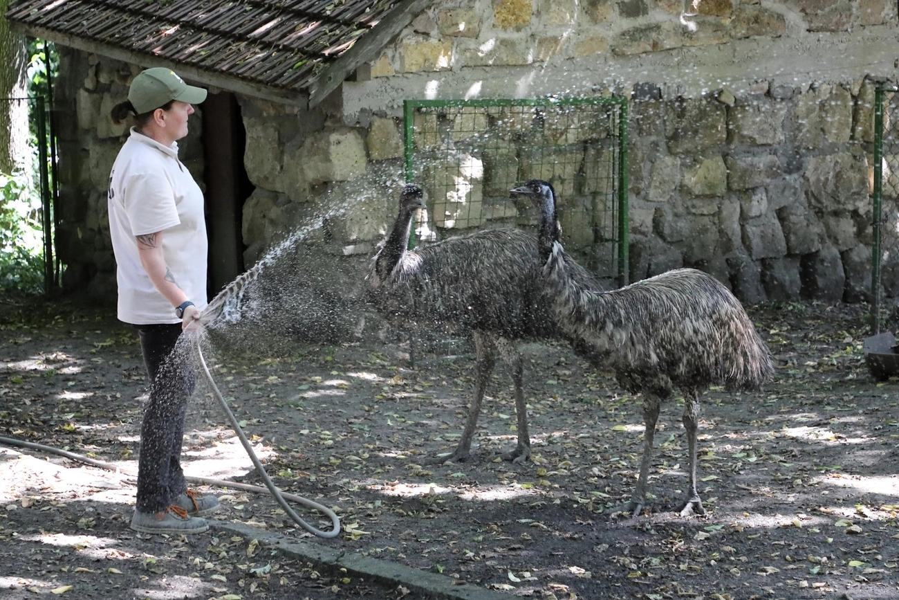 állatkert hőség. Fotó: Mocsári László