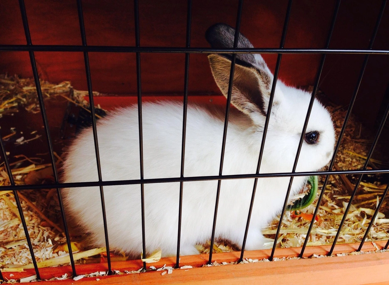 dtr bunny nyul