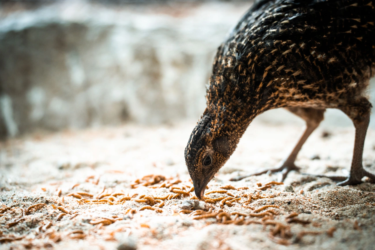 kektorku_dragopan_csibe_260720_hcs-4.jpg