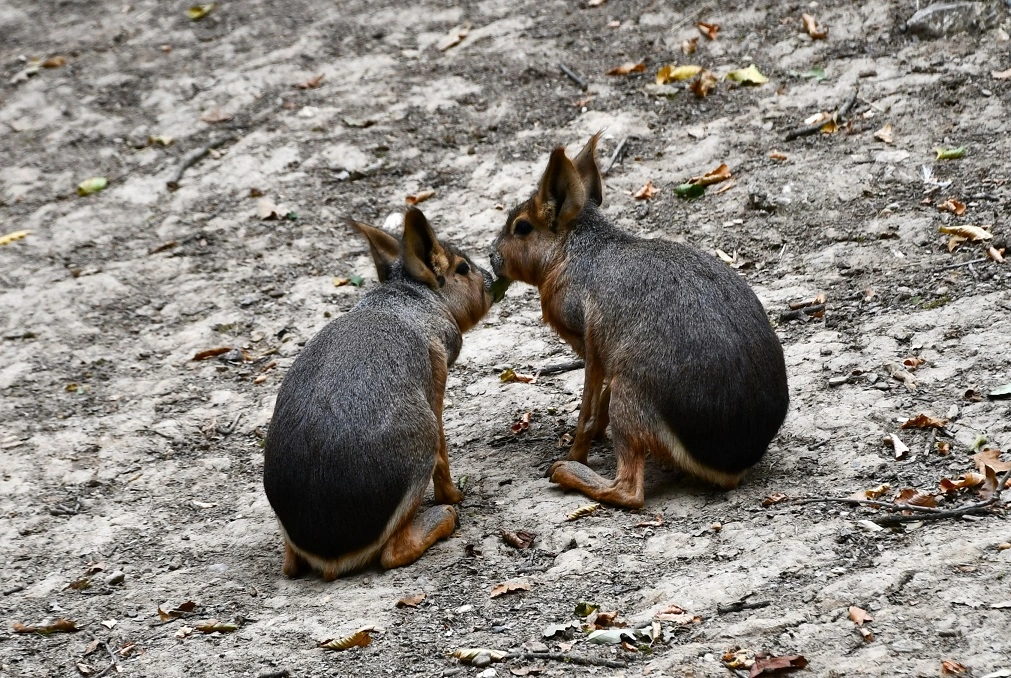 Nagy mara. Fotó: MiskolcZoo