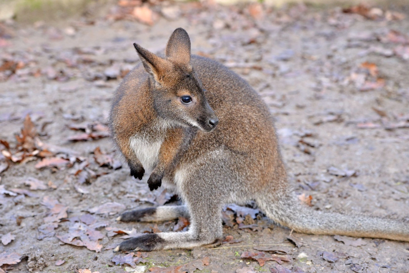 Befogadták a kenguruk a kis árvát