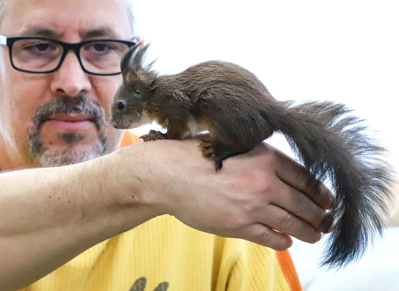 Kis mókusok, kis libák a Madármentő Állomáson Mályiban