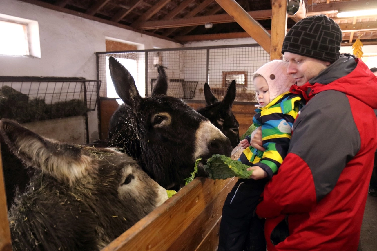 Állatok karácsonya a Miskolci Állatkert és Kúltúrparkban 