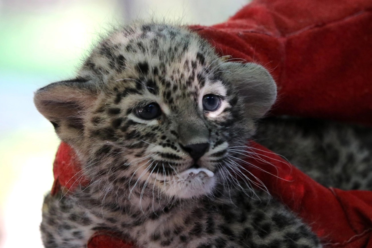 Perzsa leopárd kölyök a Miskolci Állatkertben 