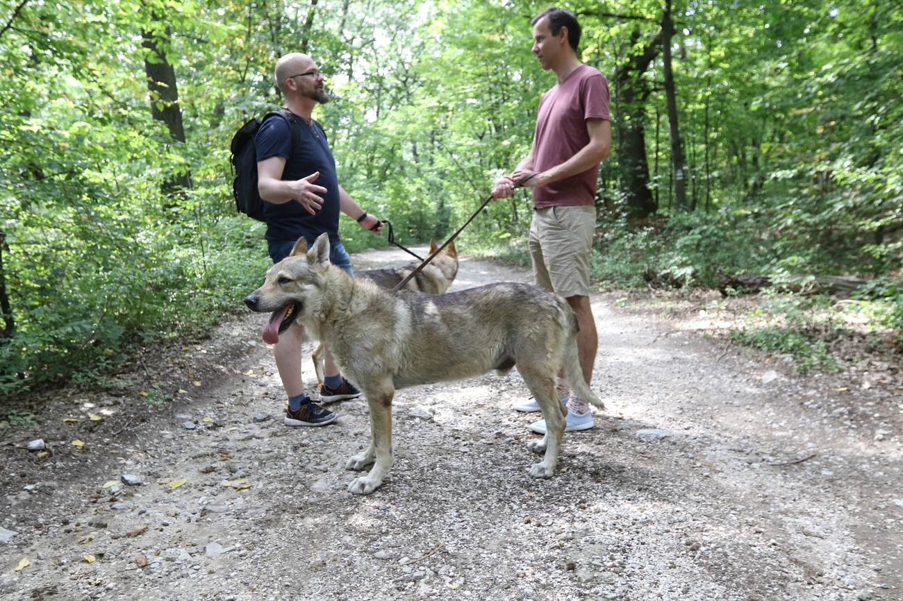 Farkaskutyákkal sétáltunk a Csanyikban 