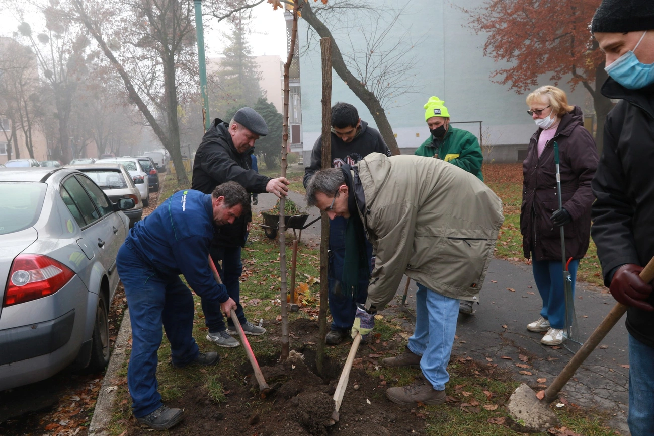 Fákkal és bokrokkal zöldült a Kilián-dél 