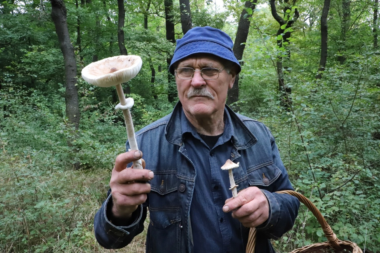 Gombázás Lyukóvölgyben 