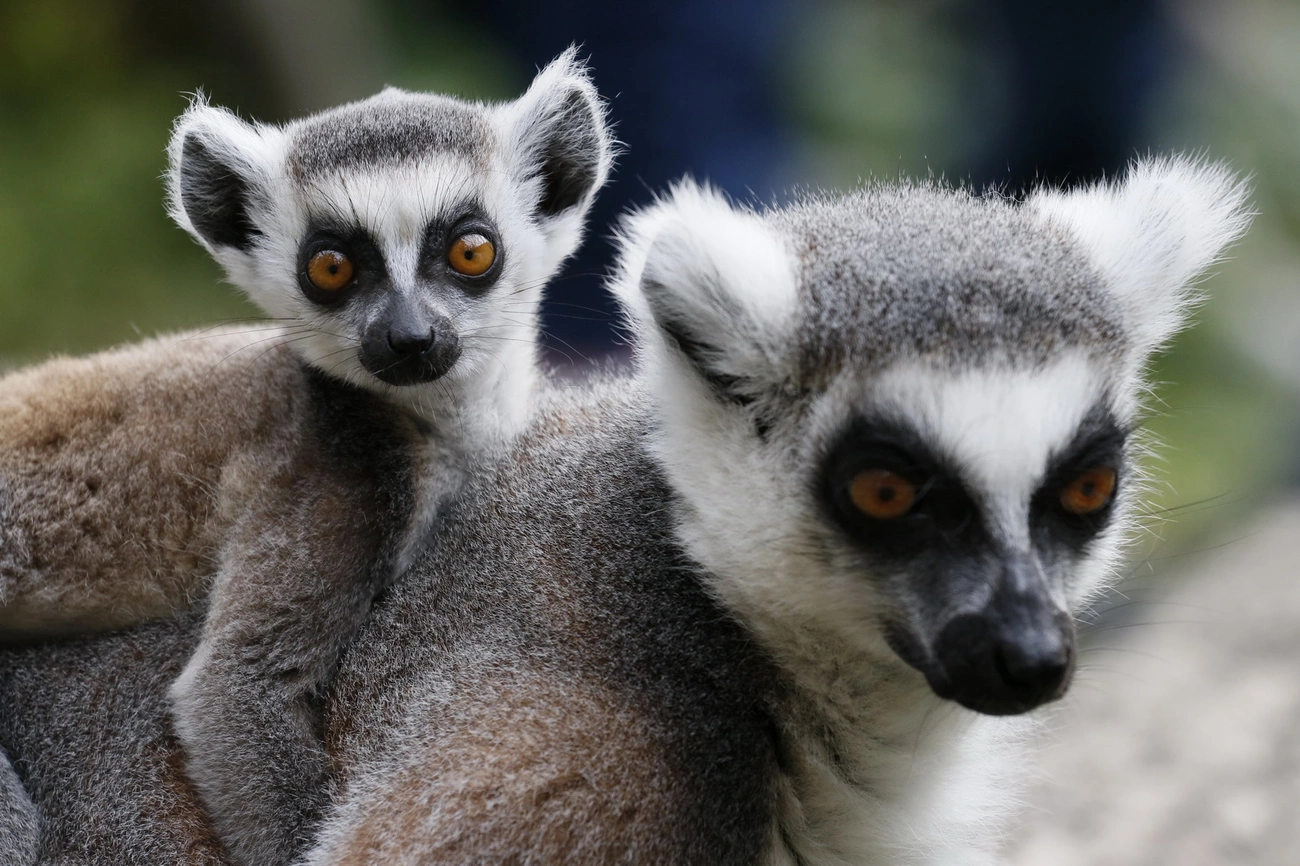 lemur 