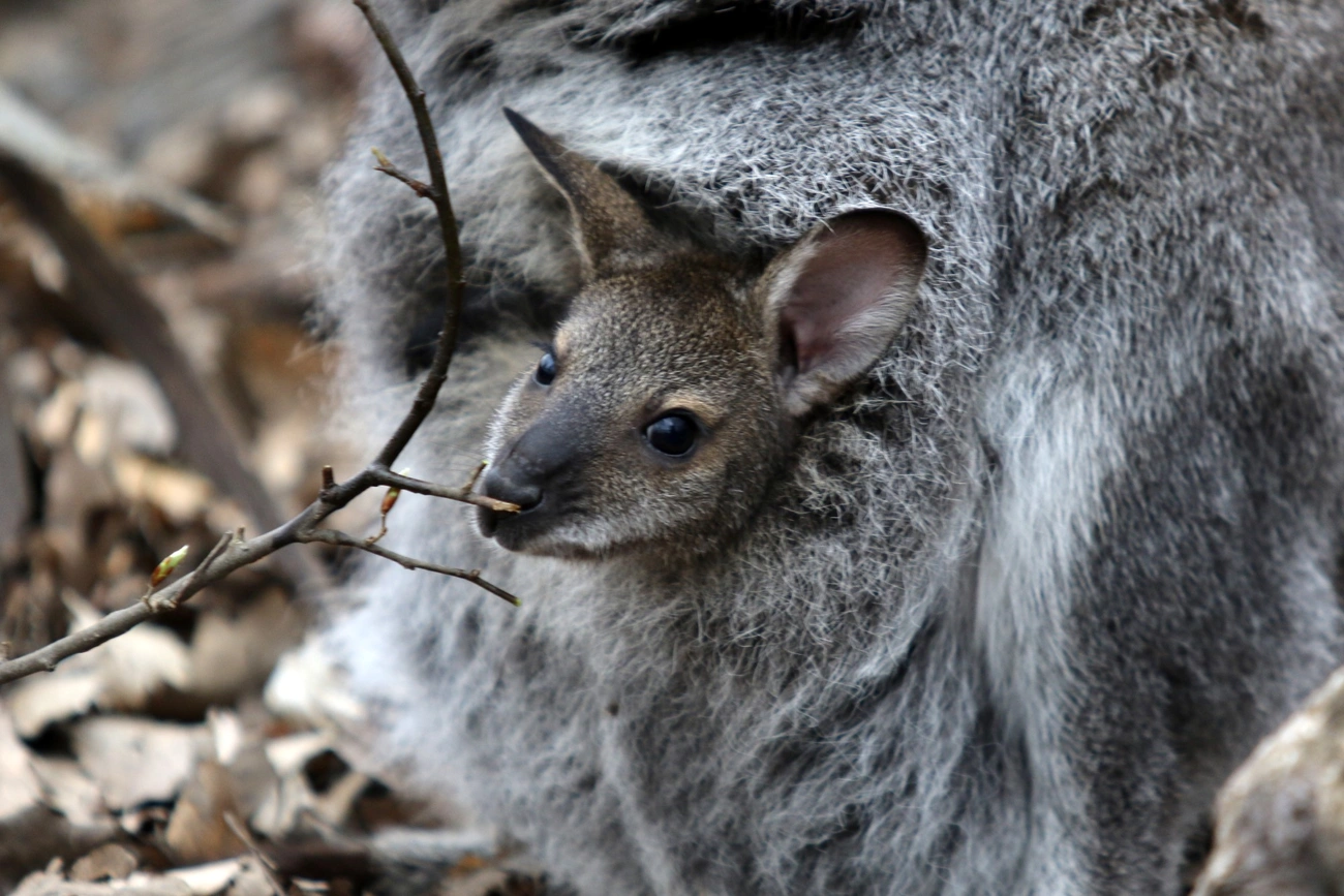 Kenguru született Miskolcon 