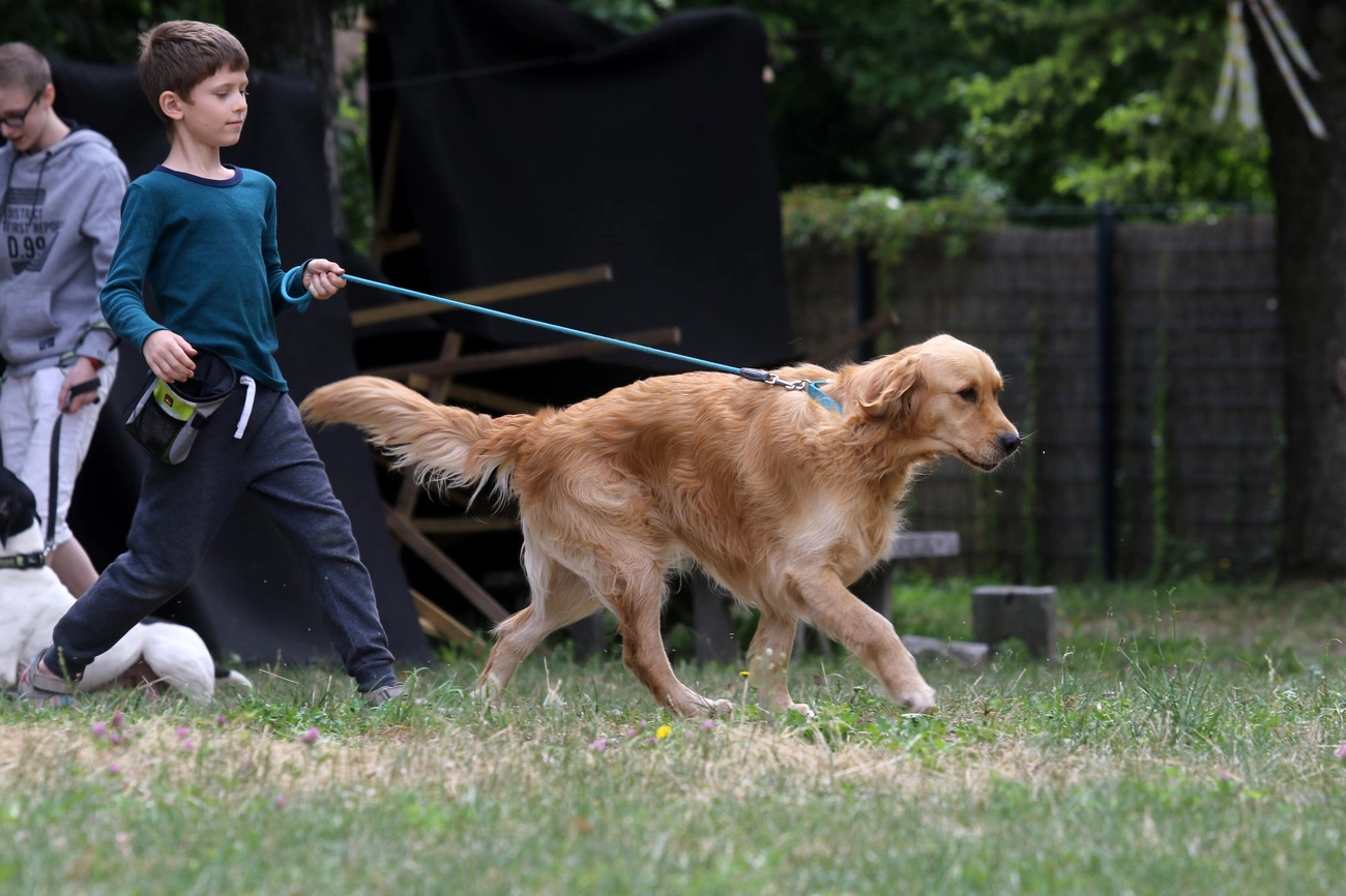 Kutyás napközi a Diósgyőri várnál 