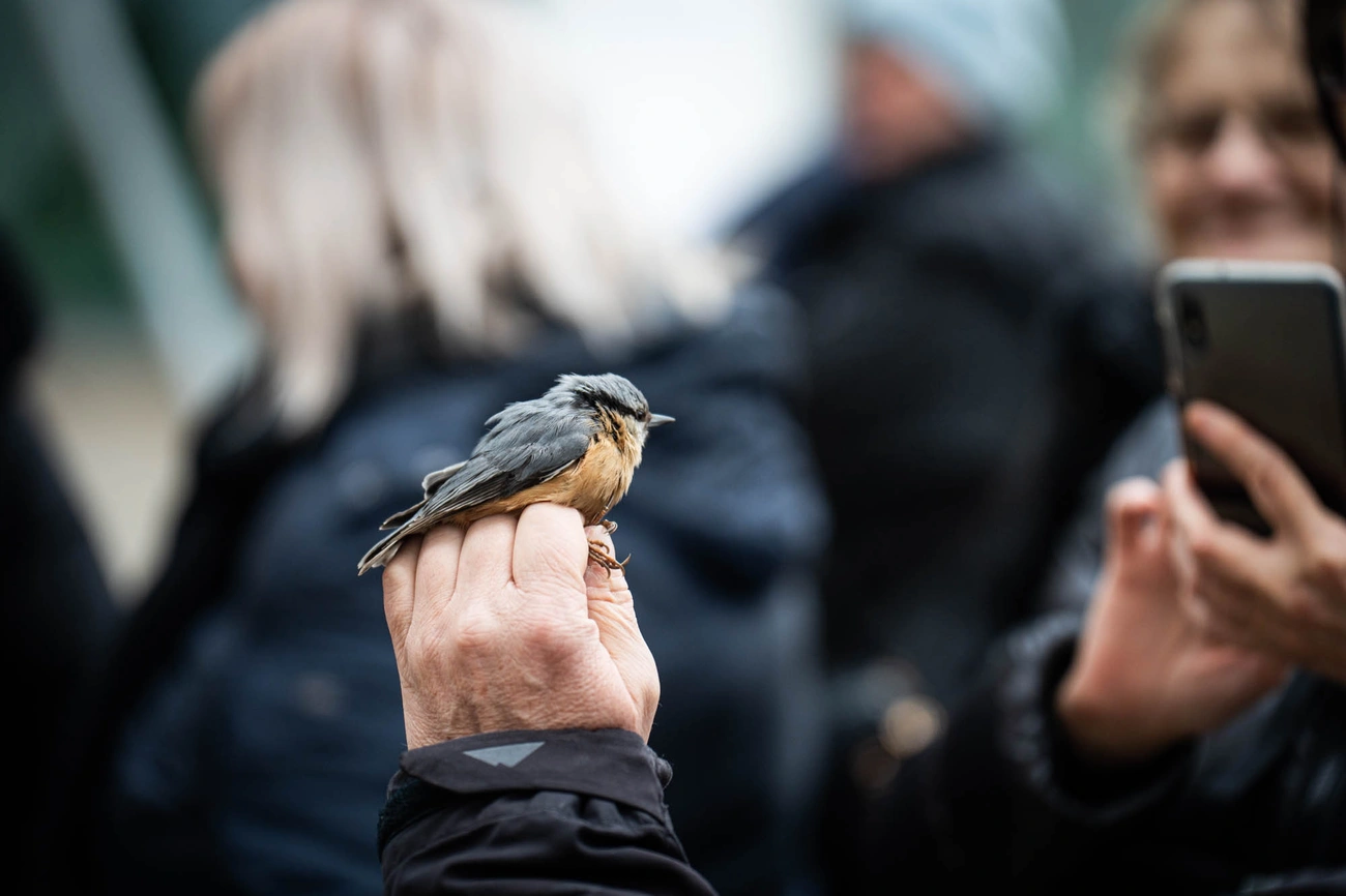 10. Miskolci Bagolyles 