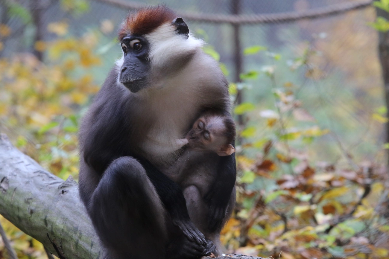 Örvös mangábé született a miskolci állatkertben 