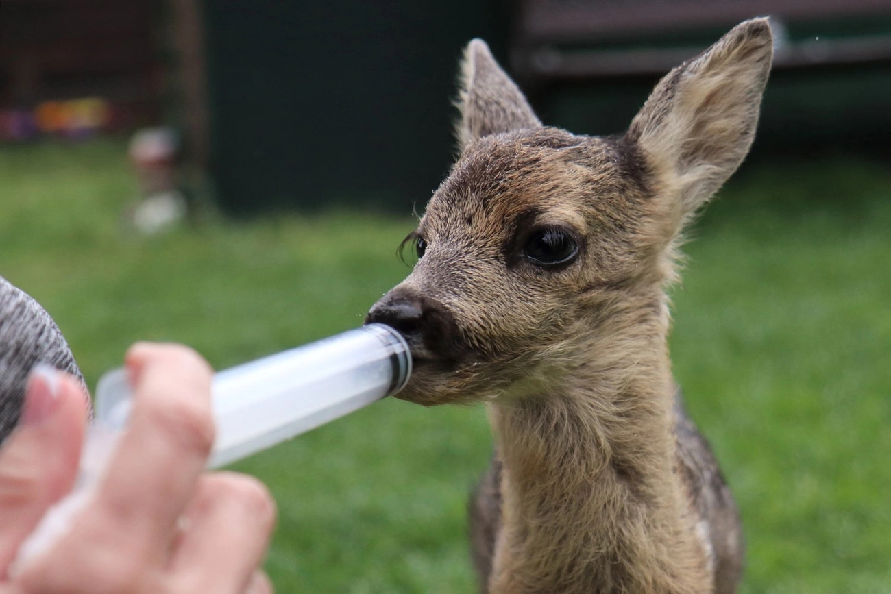 Mentett őzgidák Mályiban 