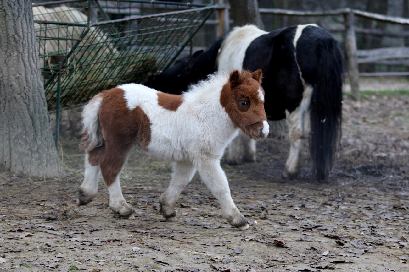 Shetlandi póni csikó született a miskolci állatkertben 