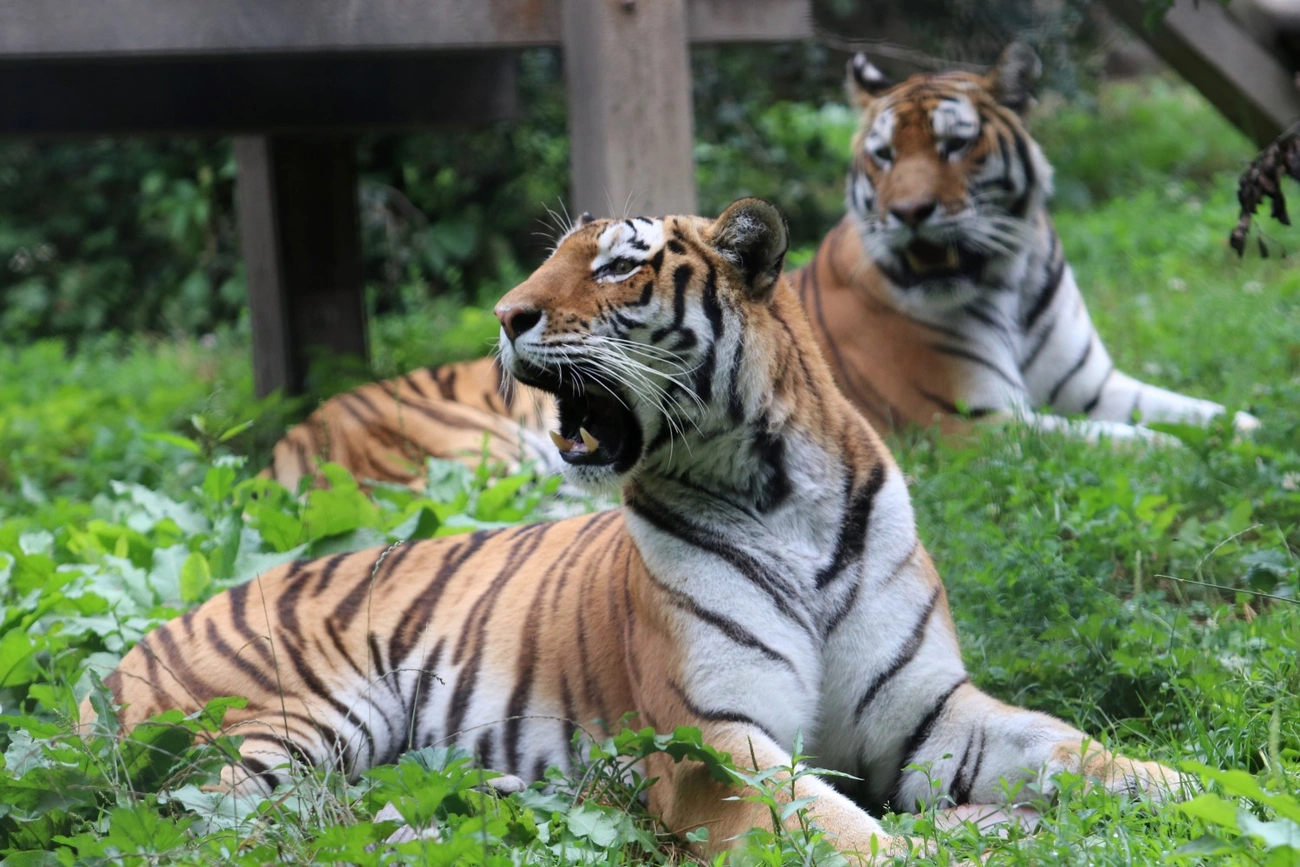 Tigrisek napja a Miskolci Álltkert és Kutúrparkban 