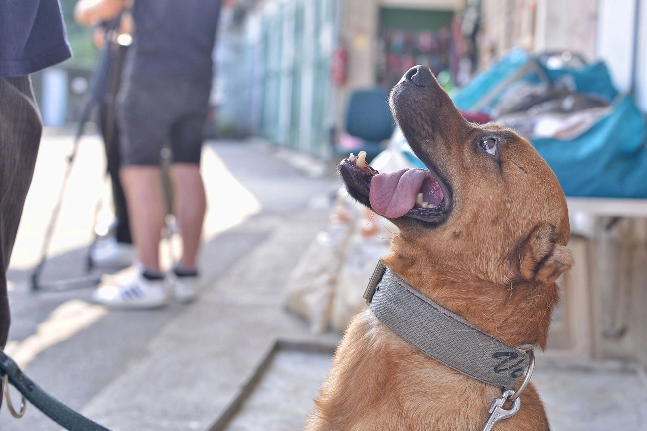 Nyílt nap - kutyasétáltatás