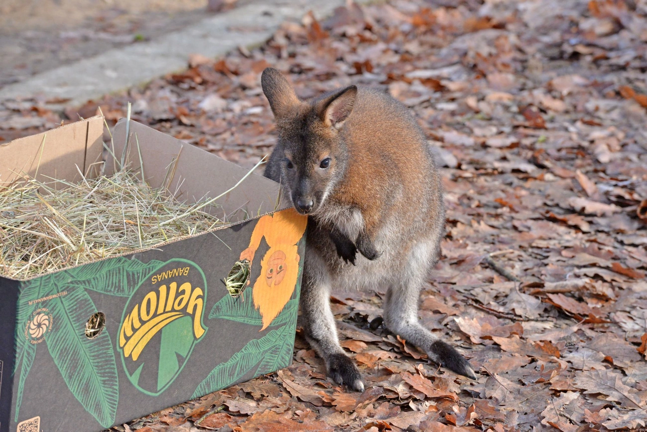 Befogadták a kenguruk a kis árvát