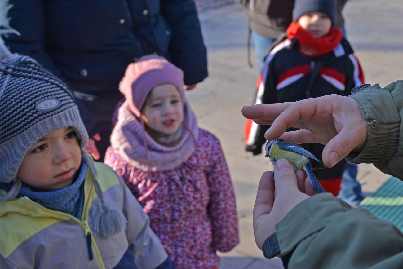 Ünnepi madárgyűrűzés