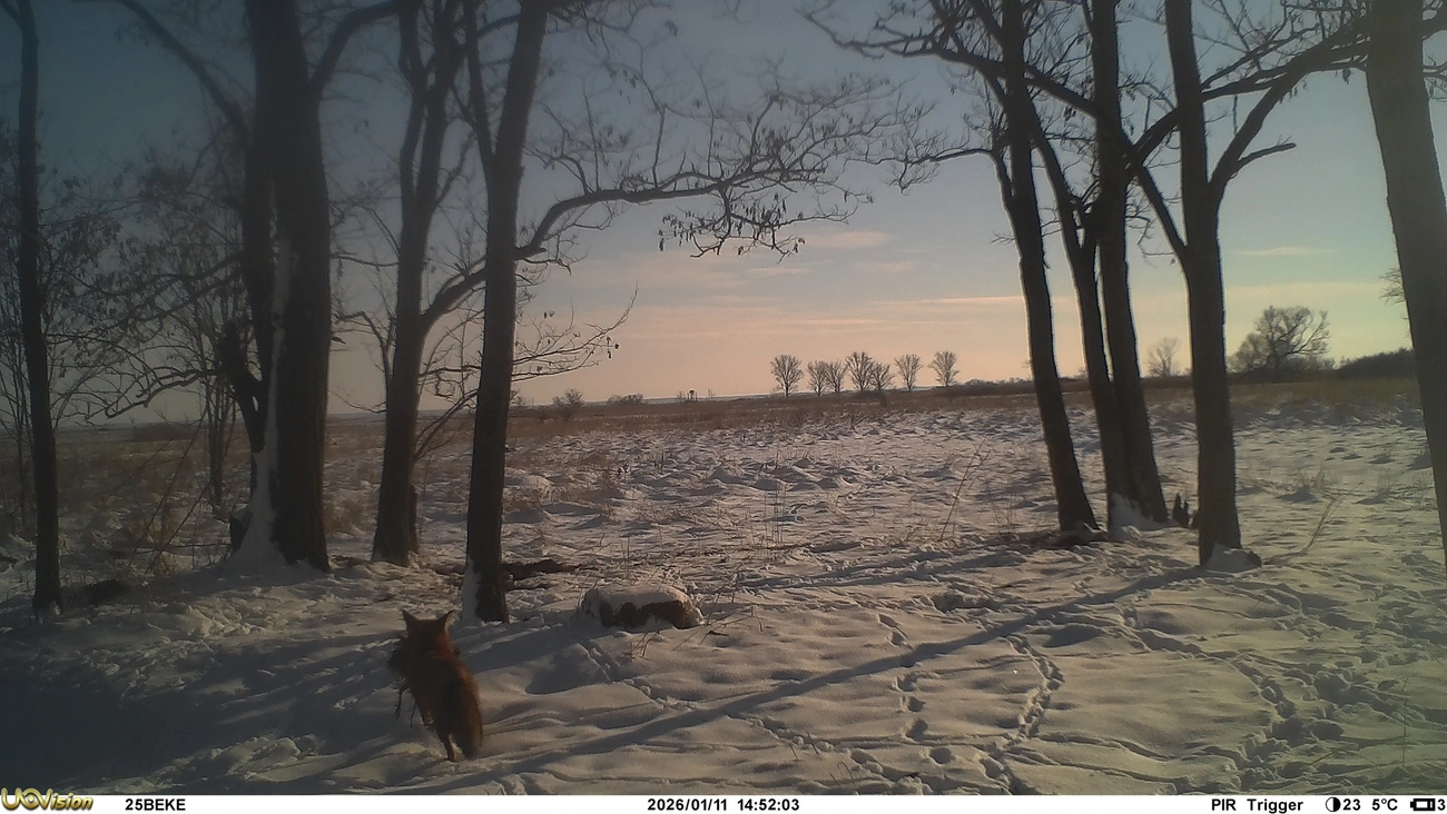 Vadkamera titkai. Forrás: Bükki Emlőstani Kutatócsoport Egyesület