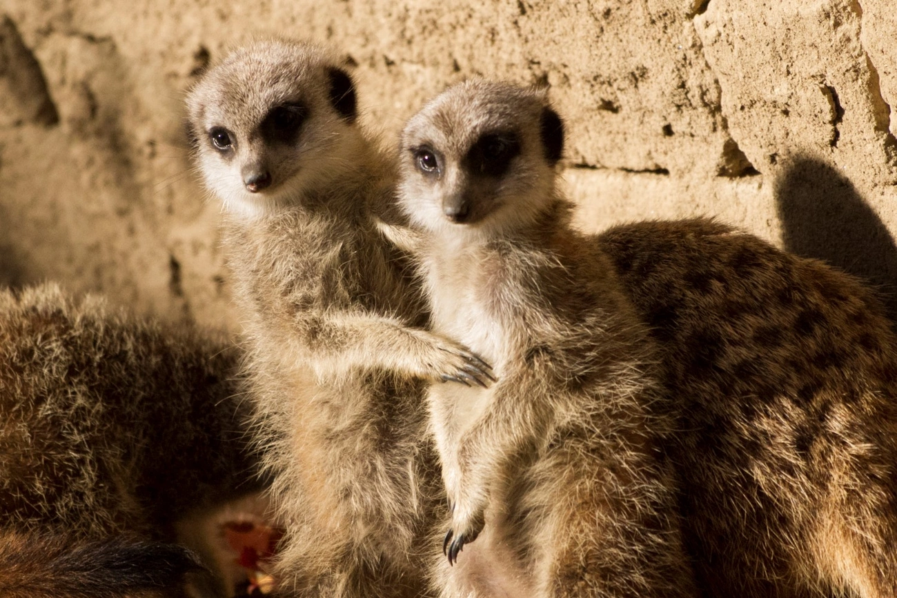 Állatok Világnapja Miskolcon