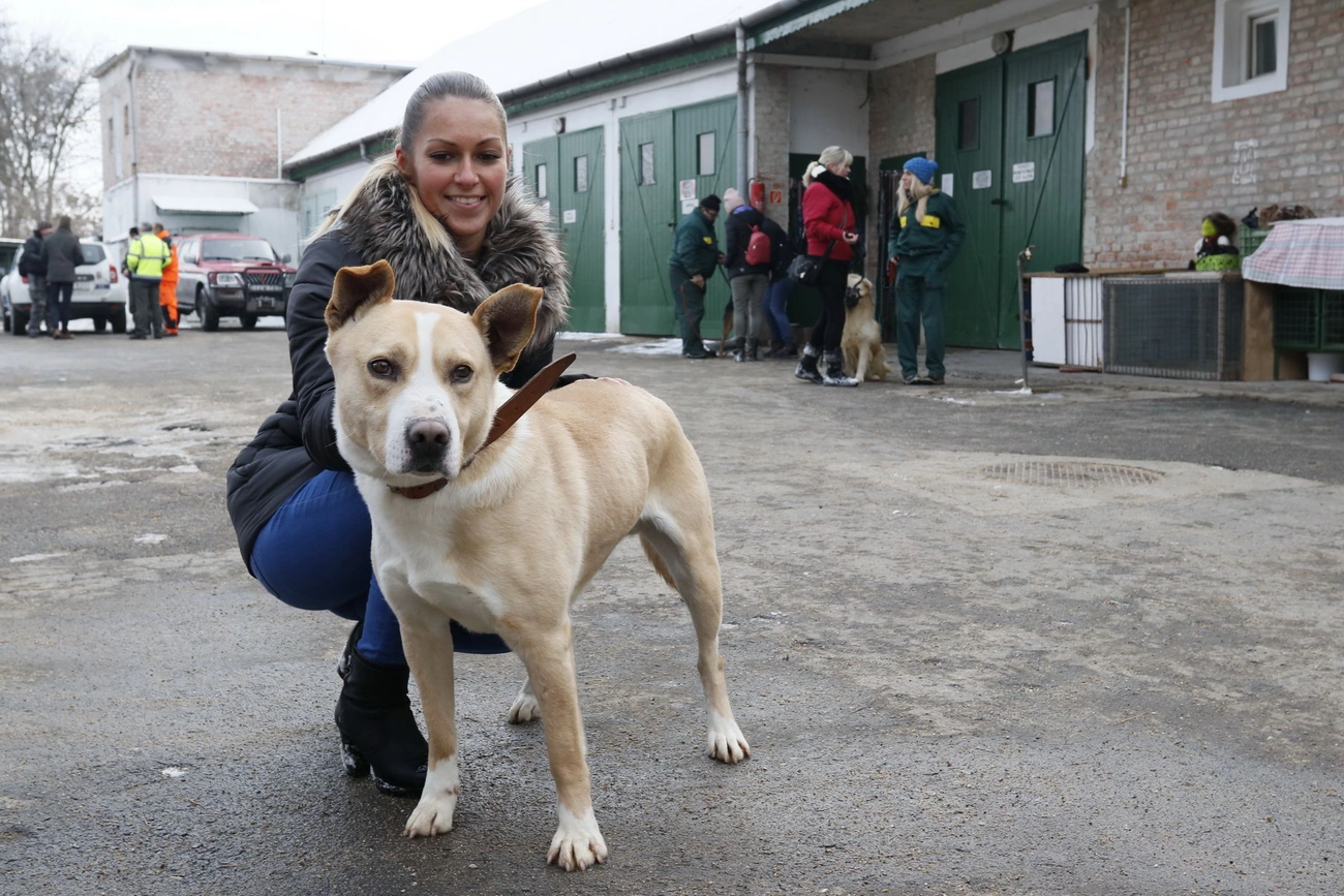 100 nyílt nap az állategészségügyi telepen