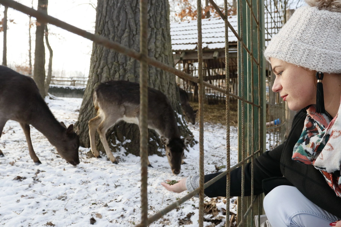 Etetésekkel egybekötött szakvezetés a vadasparkban