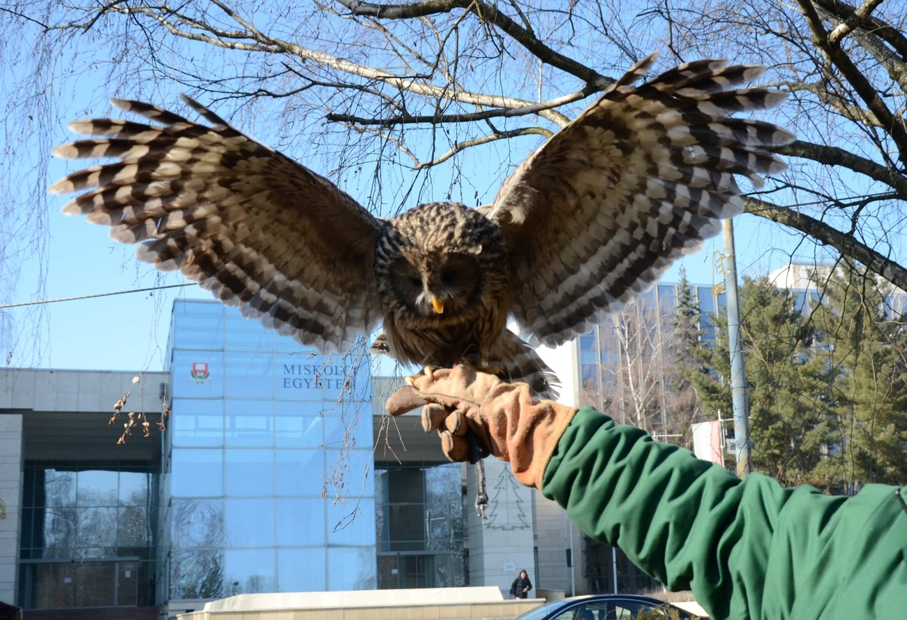III. Miskolci bagolyles a Miskolci Egyetemen